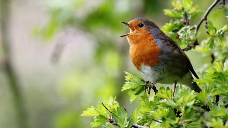 Почему птицы умеют петь, а животные нет. Птицы обладают сложным голосовым аппаратом (сиринксом), который позволяет издавать сложны звуки. Фото.