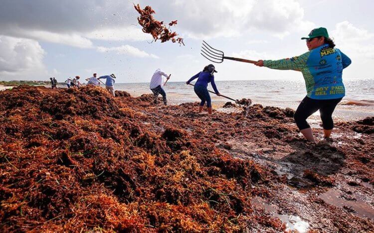 В чем опасность от цветения водорослей. Отели Мексики ежегодно тратят миллионы долларов на уборку водорослей с пляжей. Фото.