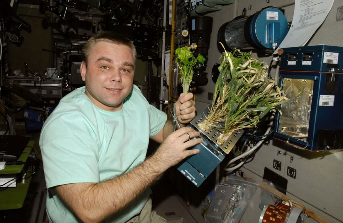 Выращивание растений в космосе. Эксперименты по выращиванию растений в космосе ведутся уже давно. Фото.