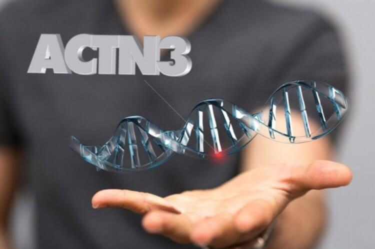 Ген силы и выносливости. Некоторые мутации гена ACTN3 могут сделать человека удивительно выносливым или сильным. Фото.