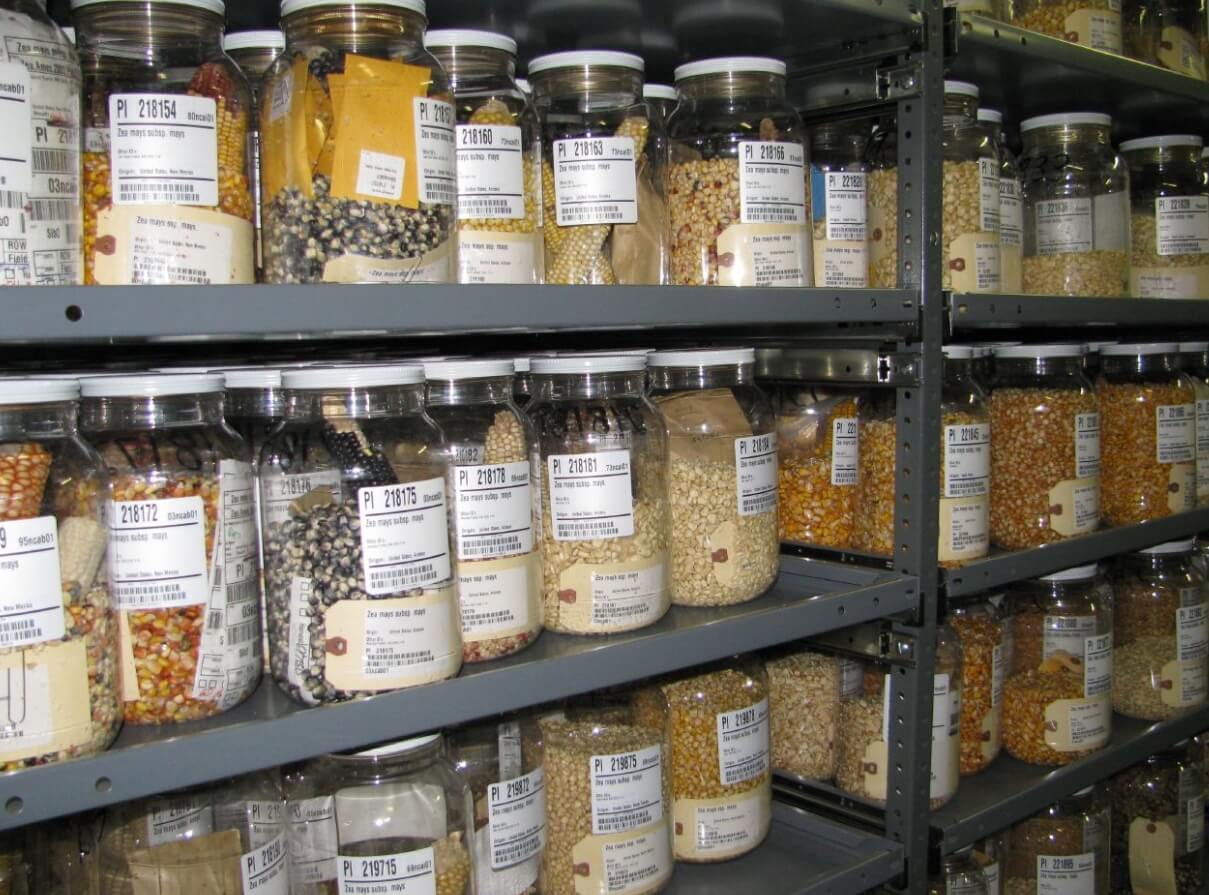 Первый в мире банк семян растений. Коллекция семян Н.И. Вавилова. Фото.