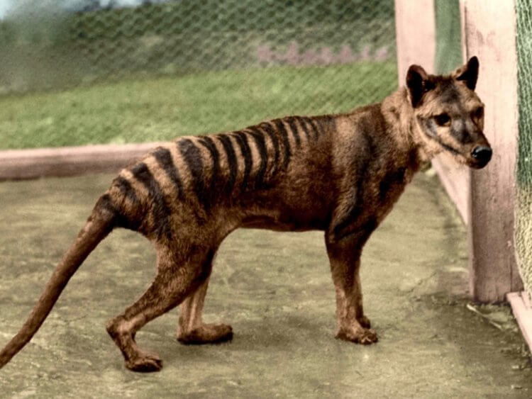 Когда вымер тасманский тигр. Согласно официальной версии, последний сумчатый волк умер в 1936 году. Фото.