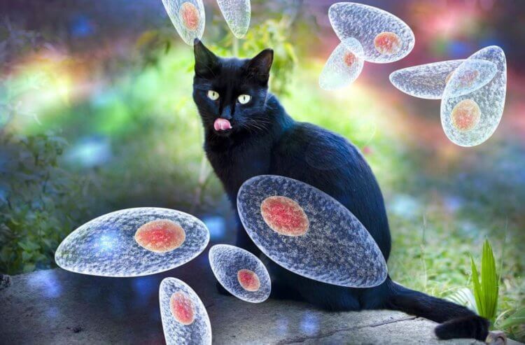 Токсоплазма гондии — паразит, живущий в кошках. Главные переносчики токсоплазмоза — кошки. Фото.