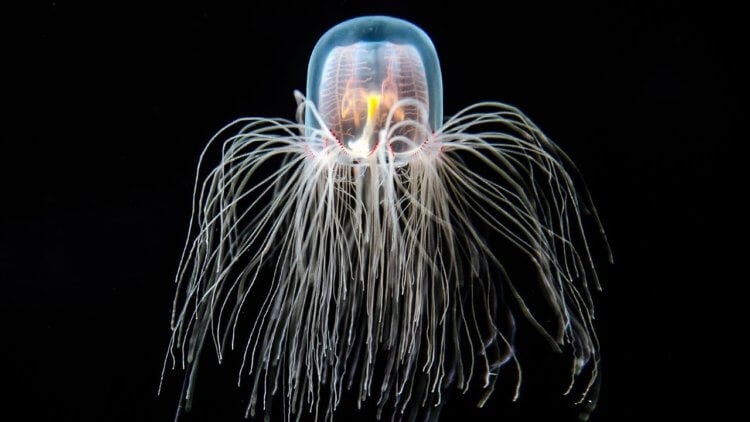 Бессмертные организмы. Turritopsis dohrnii – бессмертные медузы не знают что такое старение и рак. Фото.
