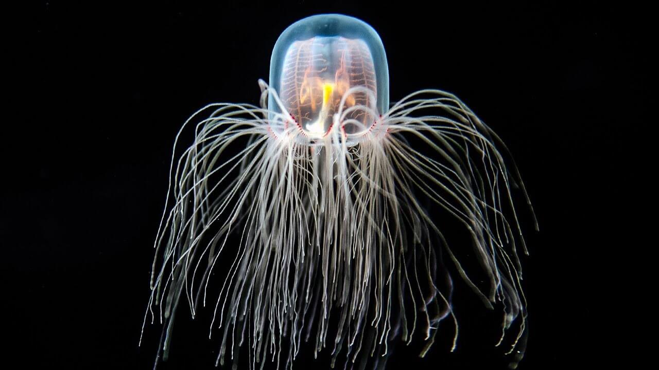Turritopsis dohrnii – бессмертные медузы не знают что такое старение и рак. Фото.
