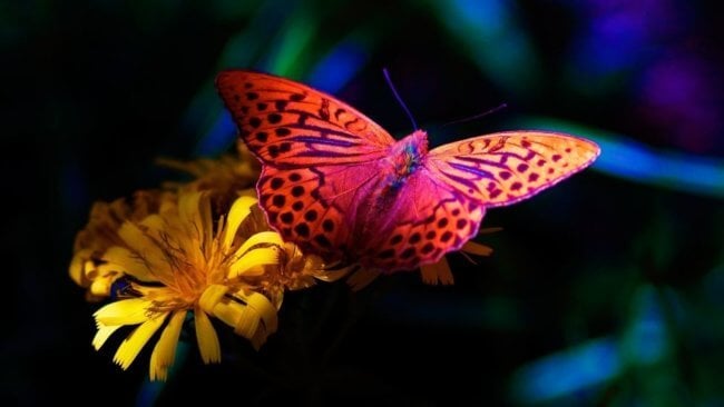 Ученые изобрели сверхлегкую краску подсмотрев за бабочками. Фото.