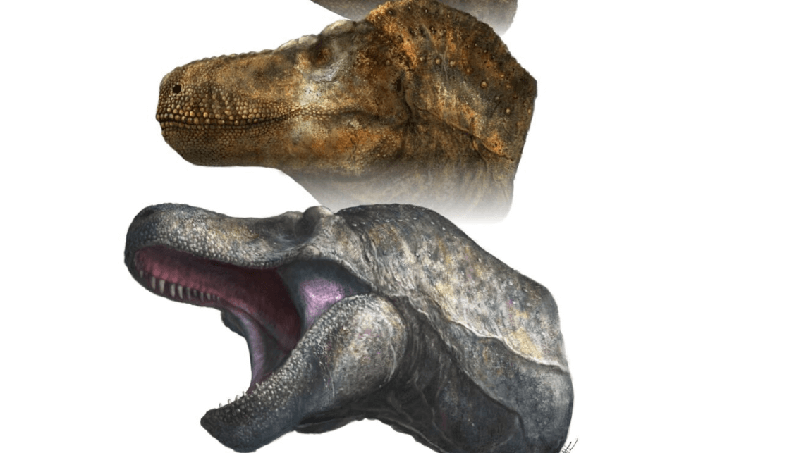 Динозавр тирекс имел губы. Реконструкция головы динозавра с губами. Фото.
