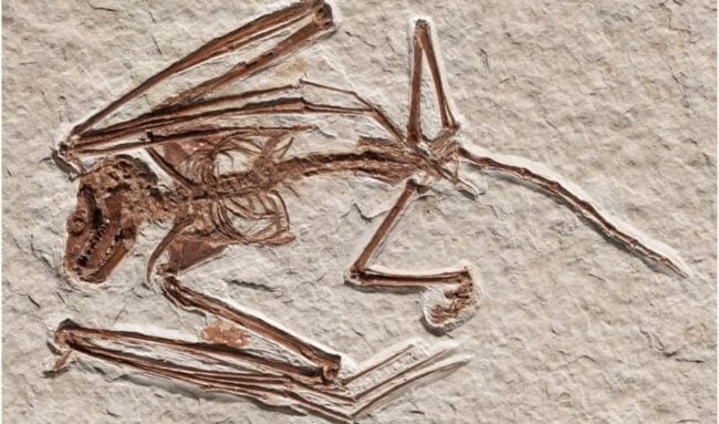 Ученые обнаружили окаменелости невиданных ранее летучих мышей возрастом 52 миллиона лет. Фото.
