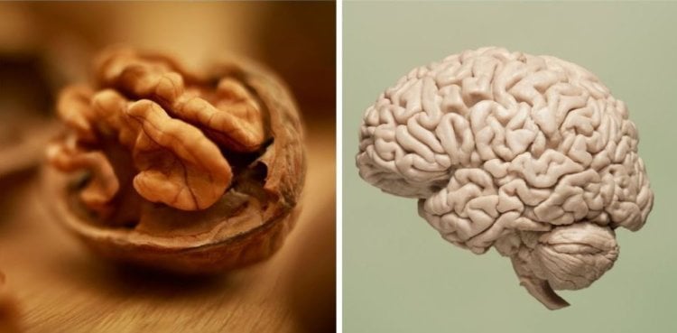 Грецкие орехи — продукт для мозга. Грецкий орех — еще один важный продукт для мозга. Фото.