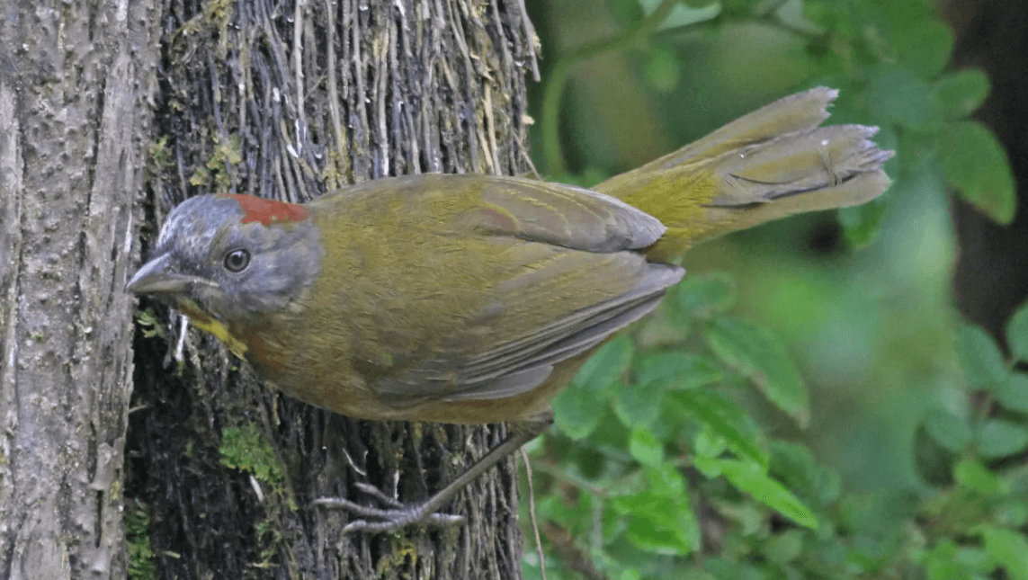 Ученые обнаружили два вида ядовитых птиц — их яд способен убить человека. Рыжезатылоный свистун — ядовитая птица, которая содержит в своих перьях батрахотоксин. Фото.