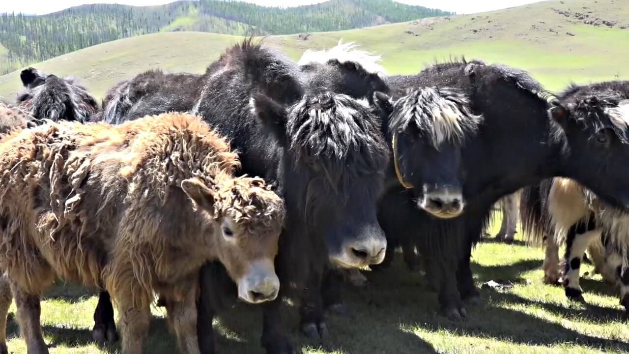 Чем питались аристократы монгольской империи. В Монголии по сей день разводят яков. Фото.