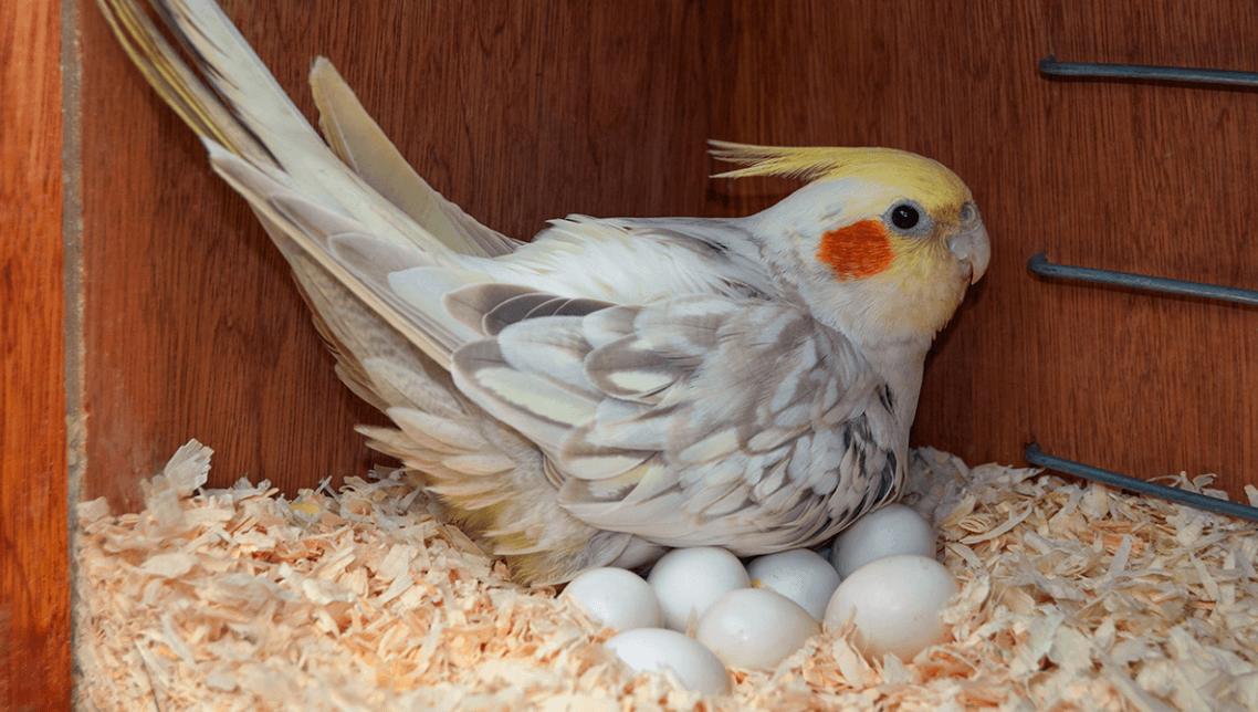 Кладка яиц у птиц и рептилий — в чем различия? Птицы откладывают больше яиц, чем рептилии, так как у них быстрее минерализируется яичная скорлупа. Фото.