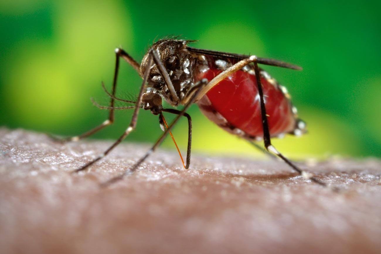 Как комары инфицируют людей. Желтолихорадочный камар становится причиной 90% заражений вирусом денге. Фото.