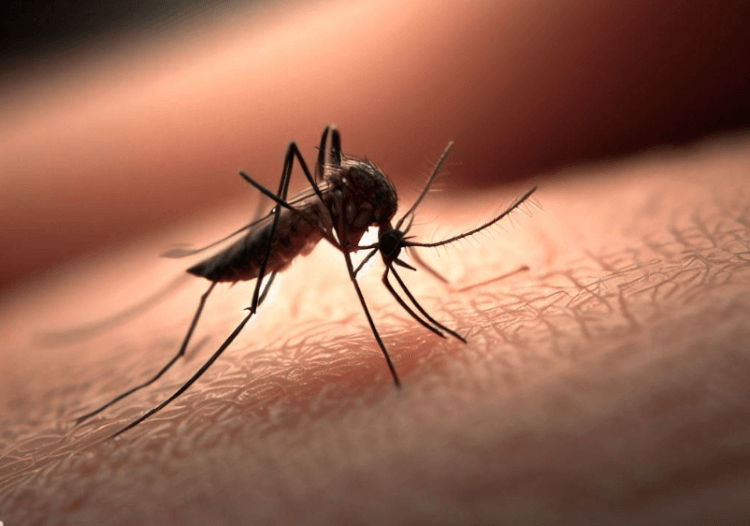 Ученые рассказали об опасности комариных укусов. Укус комара подавляет иммунитет, что позволяет вирусу беспрепятственно заражать клетки. Фото.