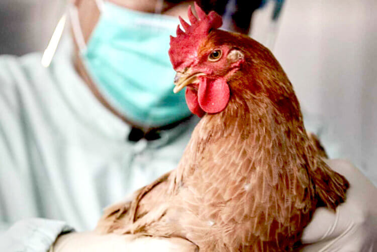 Птичий грипп заражает людей. Все люди, заболевшие птичьим гриппом, заразились от птиц. Фото.