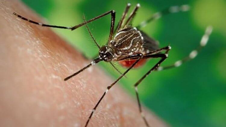 В чем опасность вируса денге. Ежегодно вирусом денге заражаются 400 миллионов человек. Фото.
