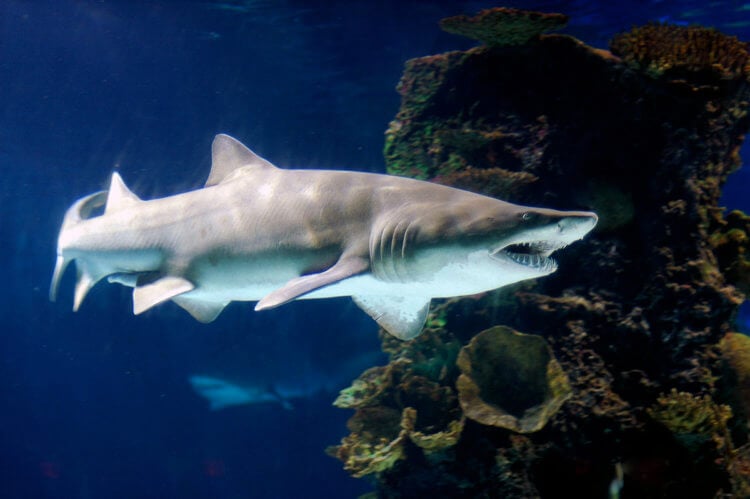 Древний крючок для ловли акул. Песчаная акула — еще один вид небольших акул, которые водятся в Средиземном море. Фото.