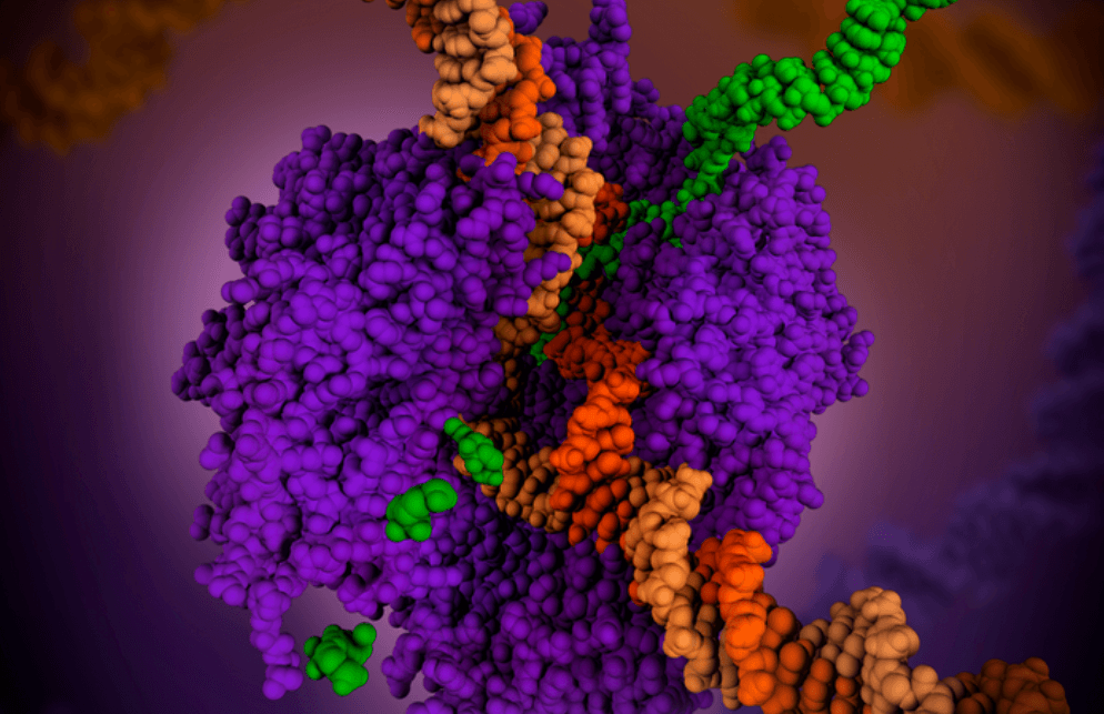 Как клетки считывают свои гены. РНК-полимераза (фиолетовая) расплетает ДНК (двухцветная) и синтезирует новую РНК (зеленая). Фото.