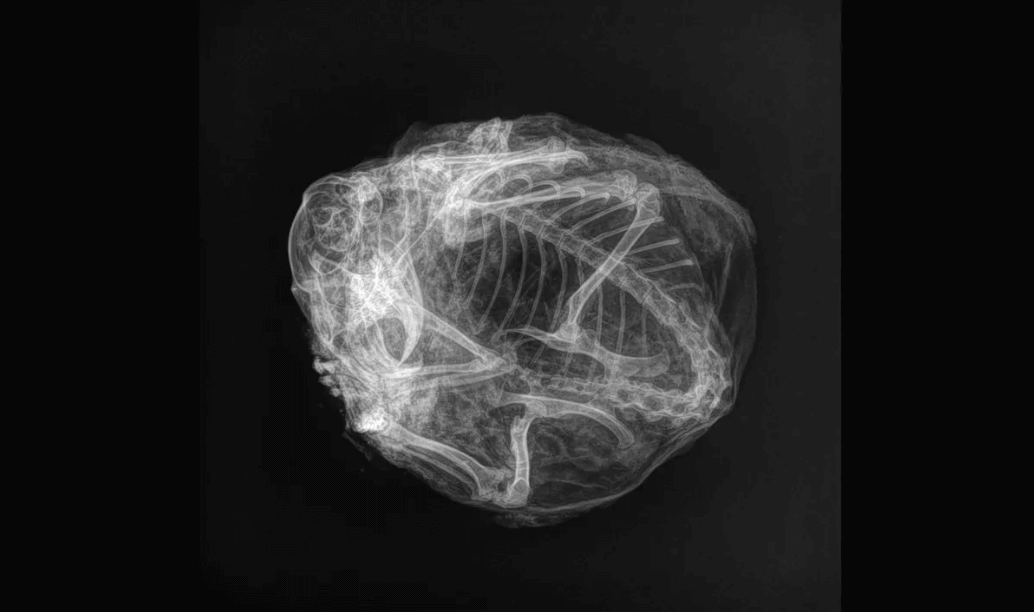 Что случилось с белкой из ледникового периода. Рентгеновский снимок белки, который указывает на то, что животное погибло во сне. Фото.