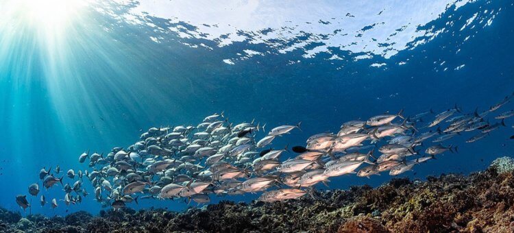 Что происходит с океаном сейчас. От ослабления циркуляционных течений в первую очередь пострадает рыба. Фото.