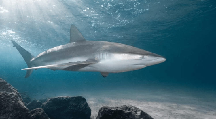 Люди охотились на акул у берегов Израиля 6000 лет назад. Темная акула — одна из разновидностей акул, которых ловили люди 6000 лет назад. Фото.