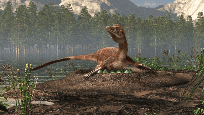 Некоторые динозавры 74 миллиона лет назад высиживали яйца как птицы. Фото.