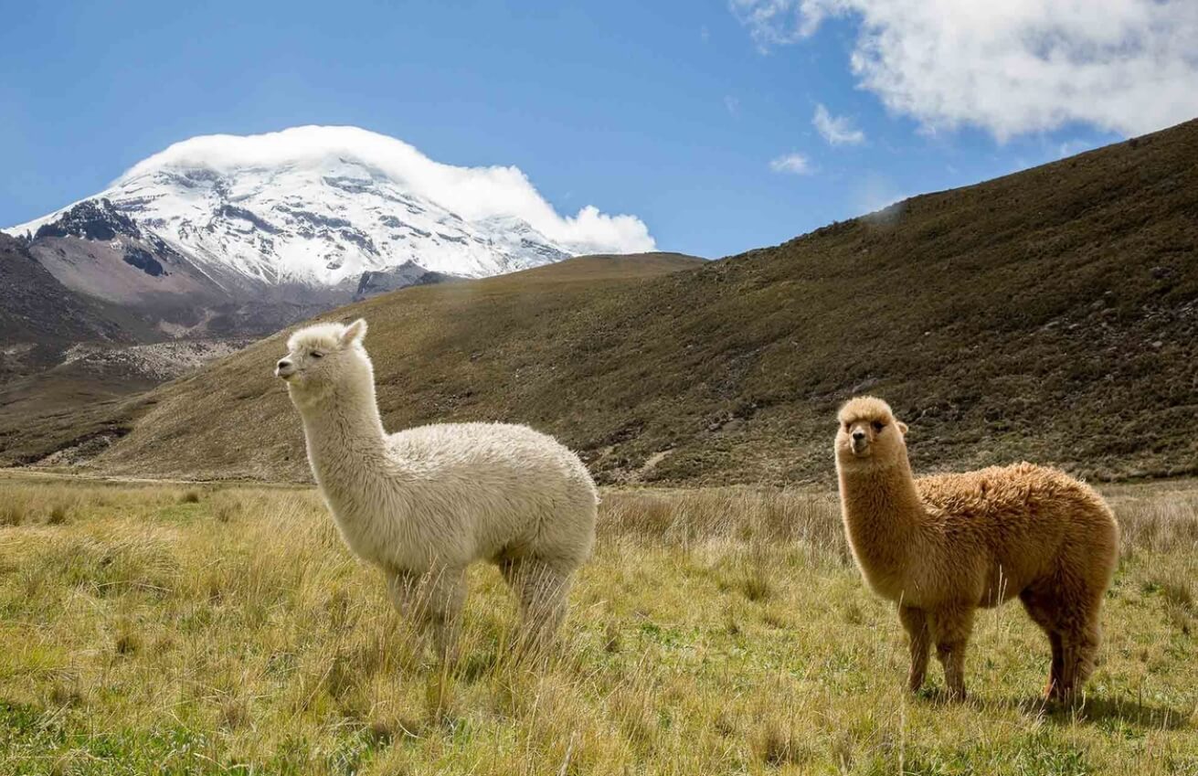 Как образовались Анды. Анды являются домом для уникальных животных. Например, там живут ламы и альпаки. Фото.