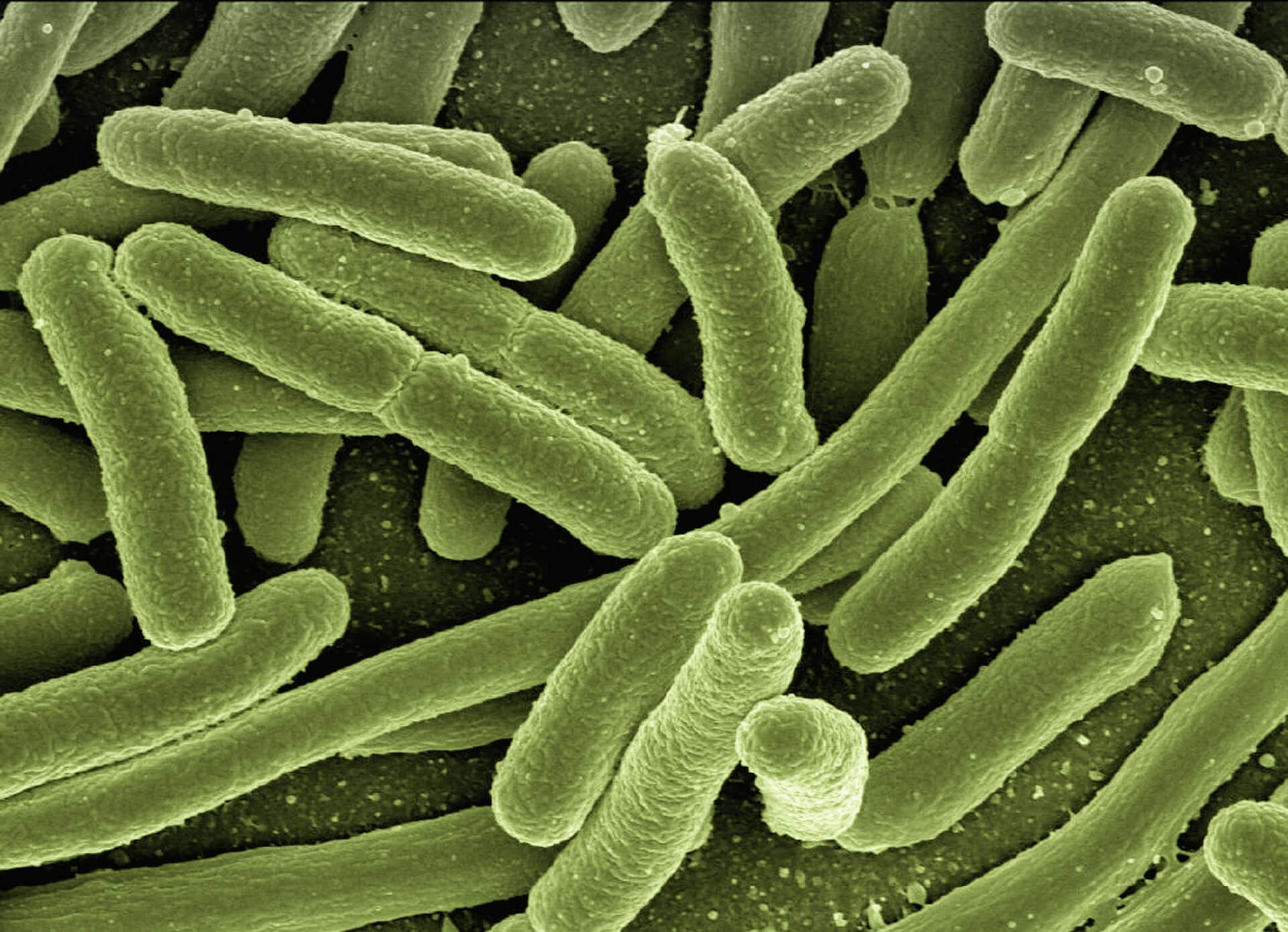 Мутации бактерий и их опасность. Бактерии способны развить устойчивость к лекарствам. Фото.