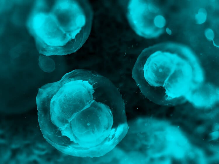 Стволовые клетки и их роль. Стволовые клетки играют одну из важнейших ролей у нас в организме. Фото.