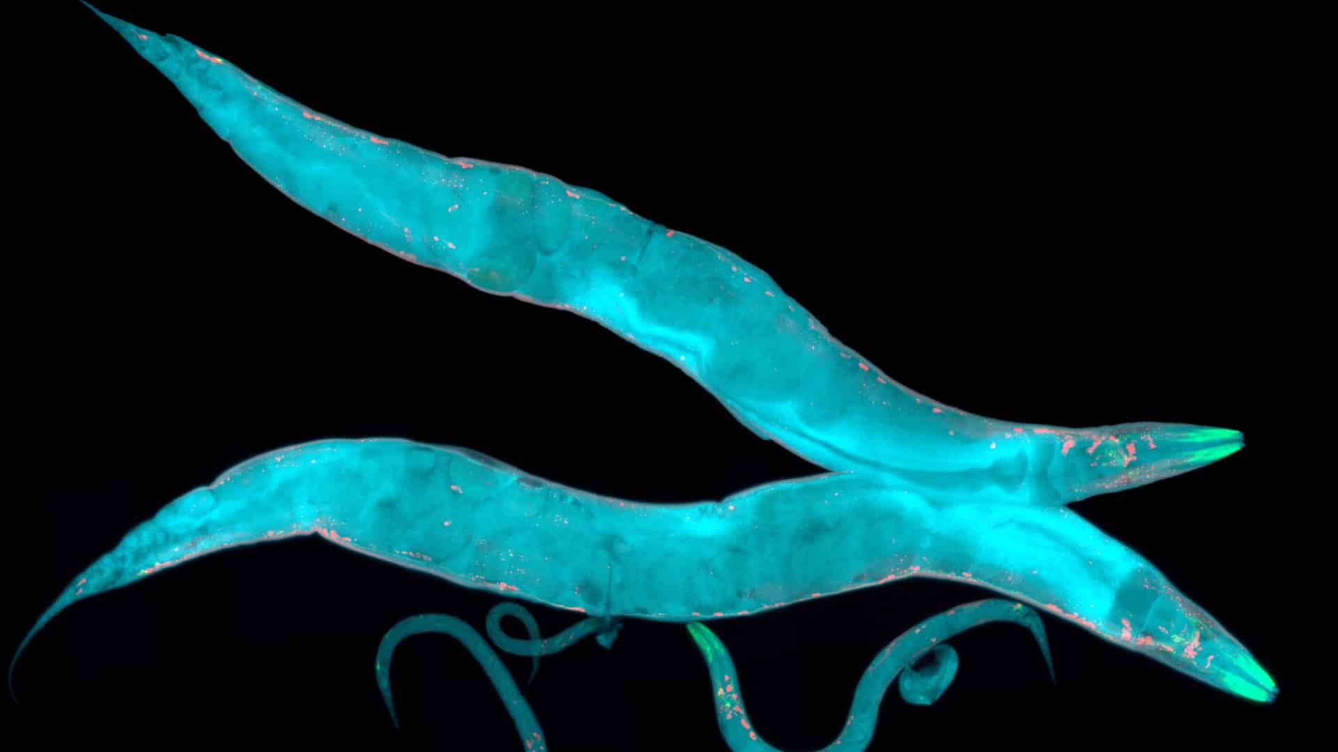 Холод и нейродегенеративные заболевания. Оказывается, у C. elegans и человека больше общего, чем мы думали. Фото.