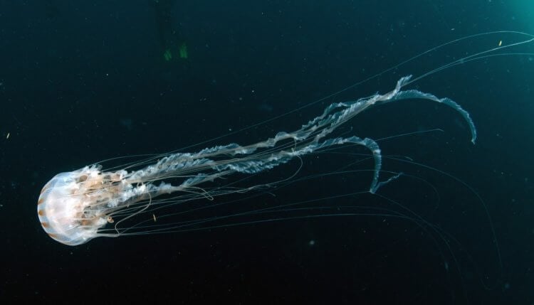 Морская оса — самая опасная медуза в мире. Щупальца кубомедуз могут достигать 3-метровой длины. Фото.
