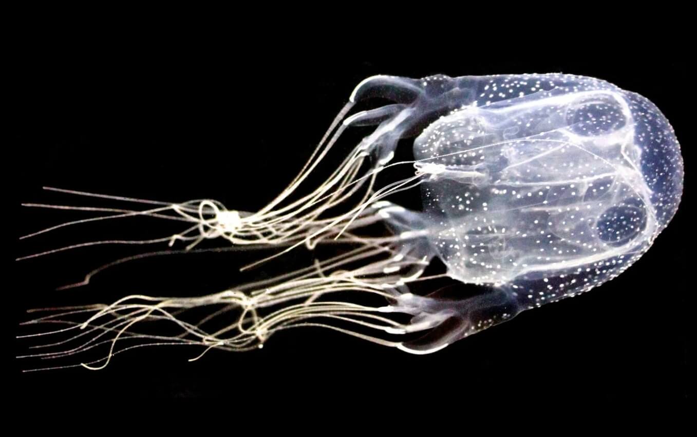 Самый смертельный яд в мире. В спокойном состоянии щупальца медуз короткие. Фото.
