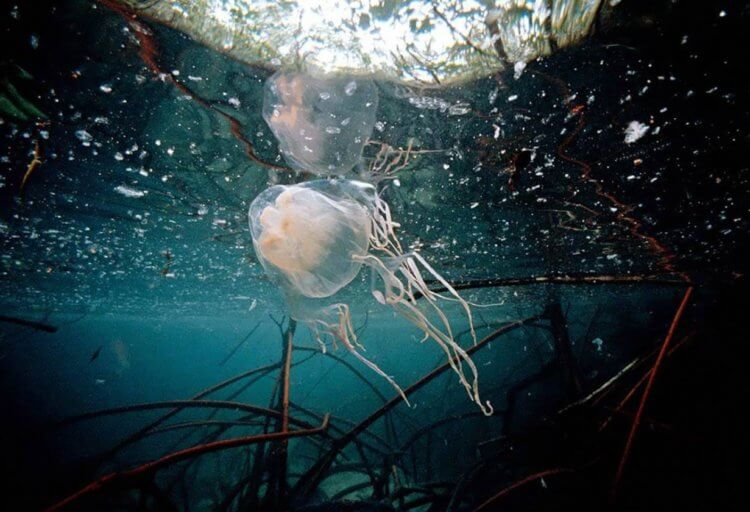 Самый смертельный яд в мире. Морские осы также опасны тем, что их трудно заметить. Фото.