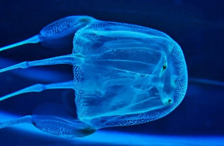 Морская оса — самая опасная медуза в мире. Купол кубомедуз имеет квадратную форму. Фото.