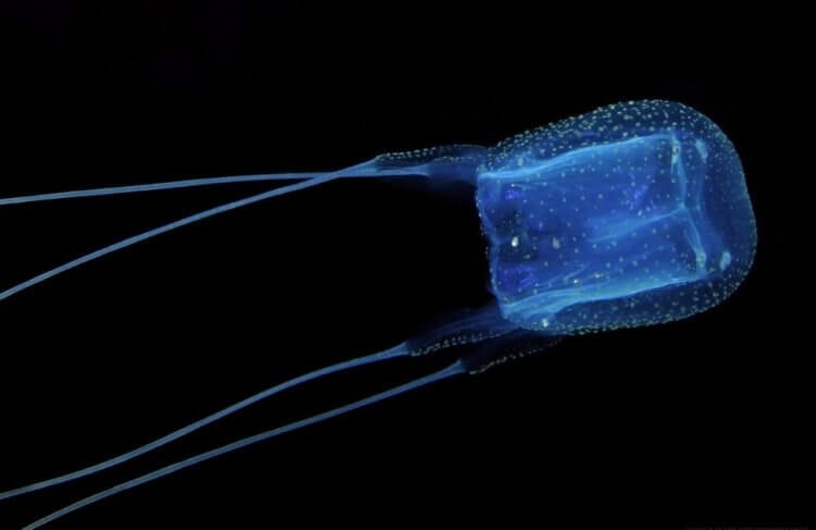Морская оса — самая опасная медуза в мире. Кубомедузы являются единственными стрекающими, которые используют свое зрение во время охоты. Фото.