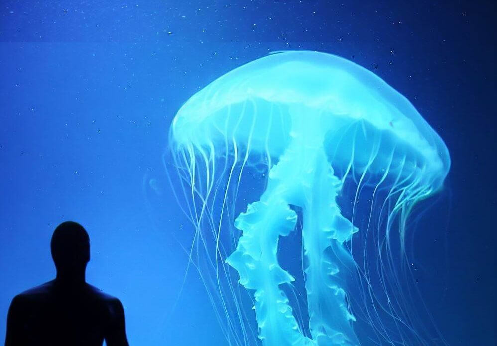 Самые опасные медузы в мире: их яд лишает жизни за 5 минут. Медуза, известная как «морская оса», является одним из самых ядовитых существ мире. Фото.