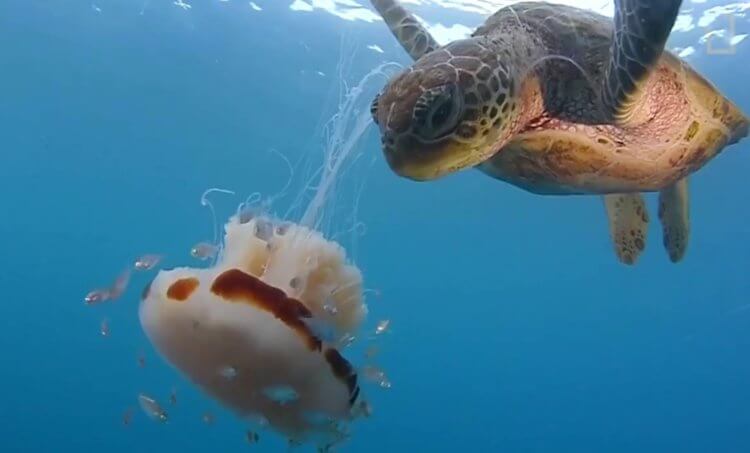 Морская оса — самая опасная медуза в мире. Морские черепахи не боятся яда медуз. Фото.