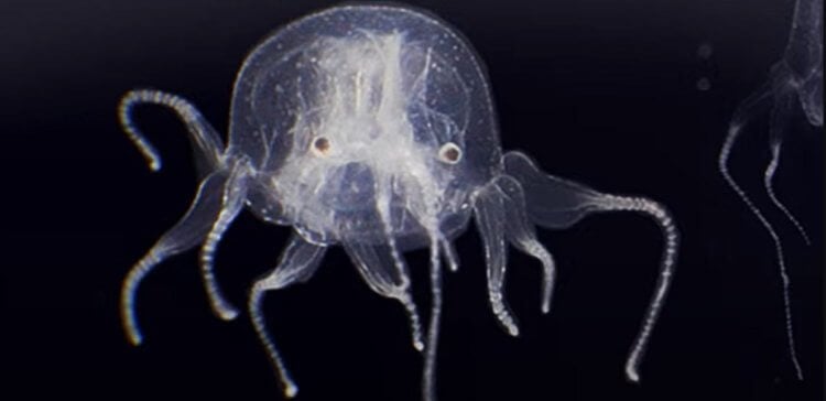 Ученые открыли новый вид ядовитых медуз. Новый вид кубомедуз получил название Tripedalia maipoensis. Фото.