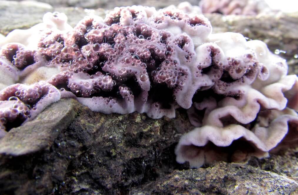 Поражающий растения грибок впервые в истории заразил человека и стал причиной болезни. Растительный грибок Chondrostereum purpureum вызвал неприятное заболевание у 61-летнего мужчины. Фото.