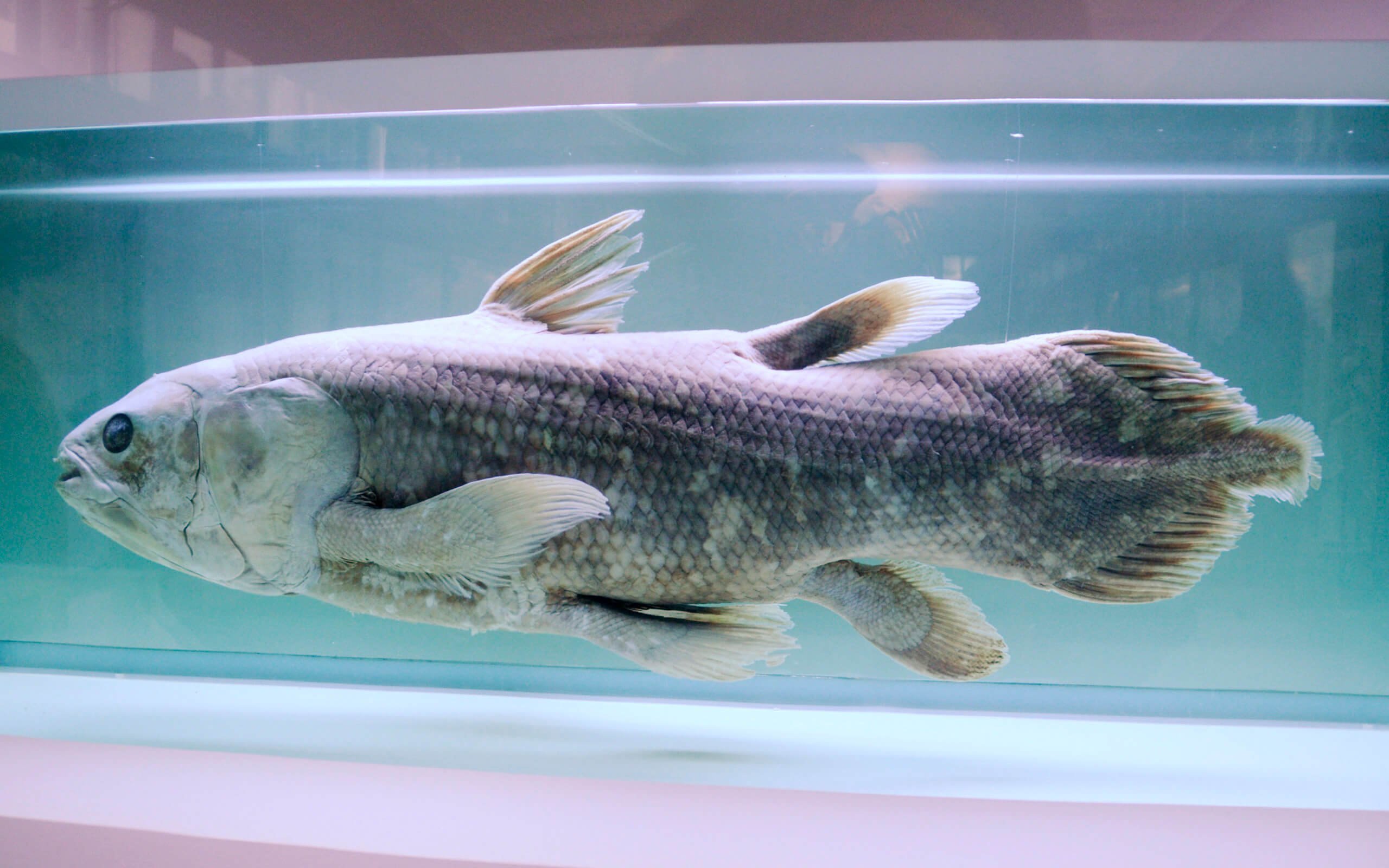 Как древняя рыба поможет в создании органов? Эта рыба поистине является удивительным примером эволюции. Фото.