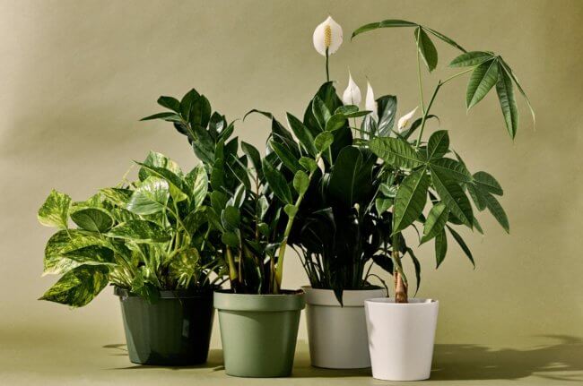 Домашние растения, которые могут вас отравить. Фото.