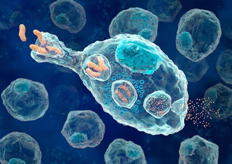 В каких клетках прячется вирус иммунодефицита. Ученые обнаружили геном ВИЧ в клетках макрофагах. Фото.