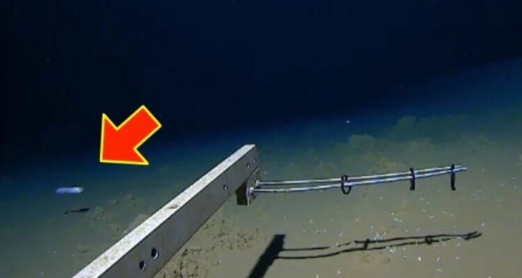 Ученые нашли рыбу, которая живет на глубине более 8 000 метров — это рекорд среди животных