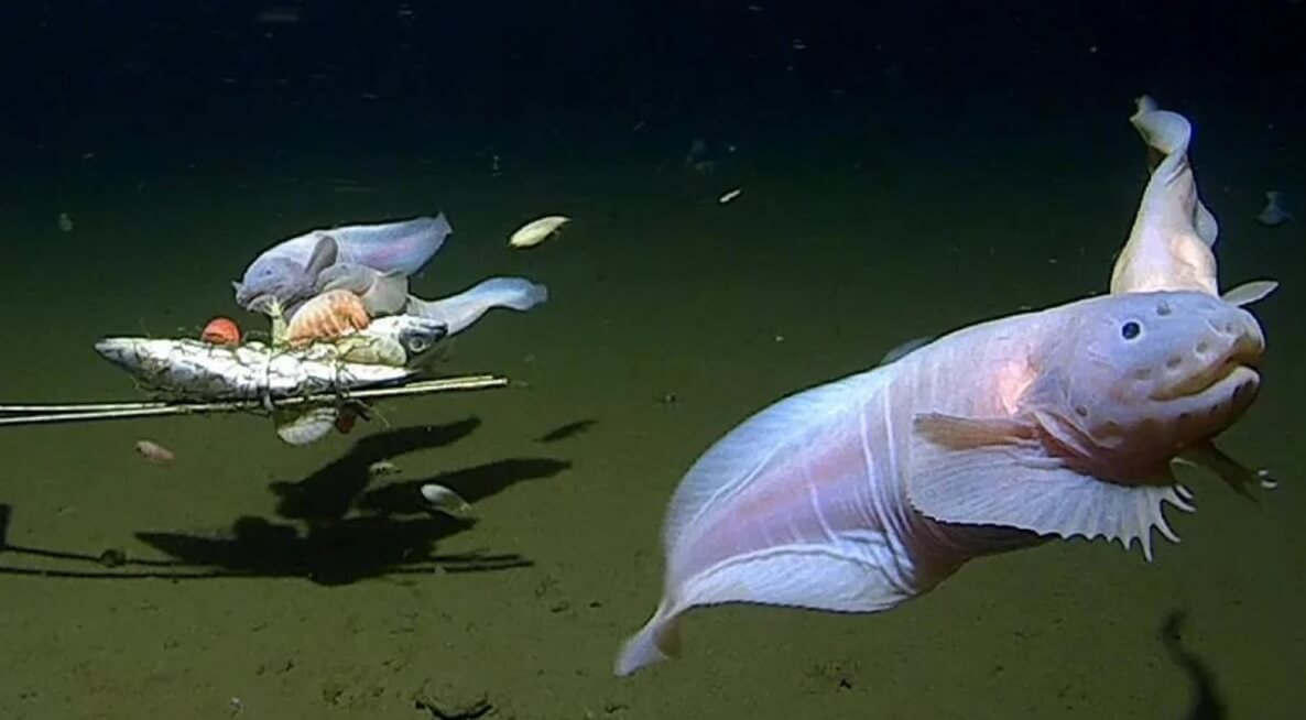 Самая глубоководная рыба. Судя по фотографии, рыбы Pseudoliparis belyaevi ищут на дне океана еду. Фото.