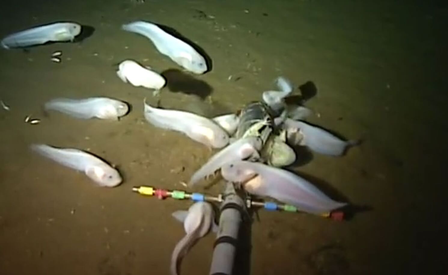 Самая глубоководная рыба. К сожалению, на данный момент ученым не удается сделать более качественные фото глубоководных созданий. Фото.