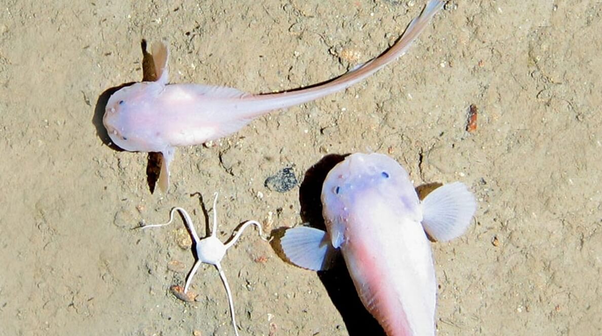 Самая глубоководная рыба. Глубоководные рыбы имеют полупрозрачное тело. Фото.