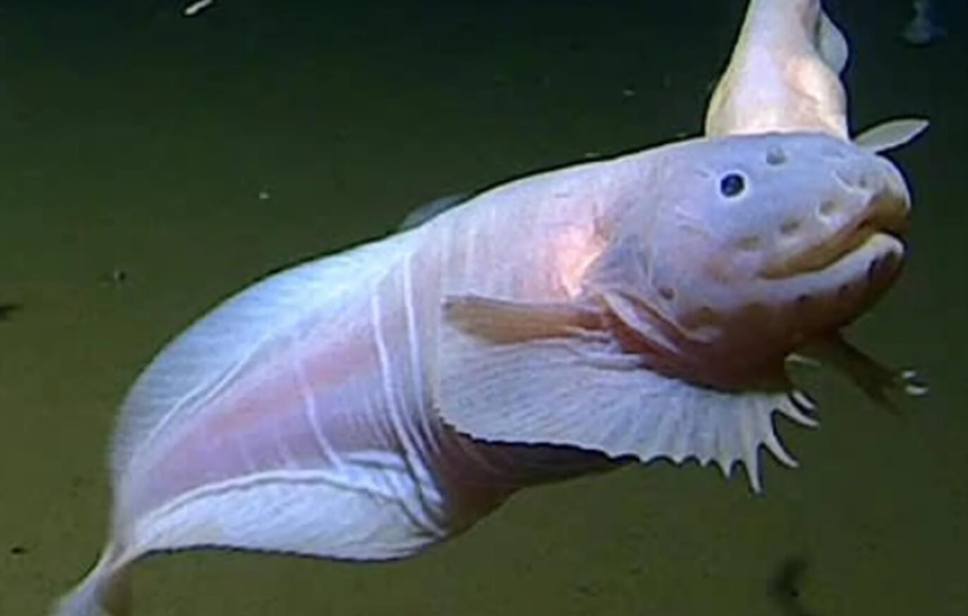 Ученые нашли рыбу, которая живет на глубине более 8 000 метров — это рекорд среди животных. Рыба Pseudoliparis belyaevi является самой глубоководной в мире. Фото.