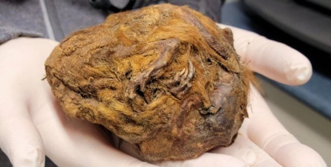 Ученые раскрыли тайну мумии загадочного существа возрастом 30 000 лет. Фото.