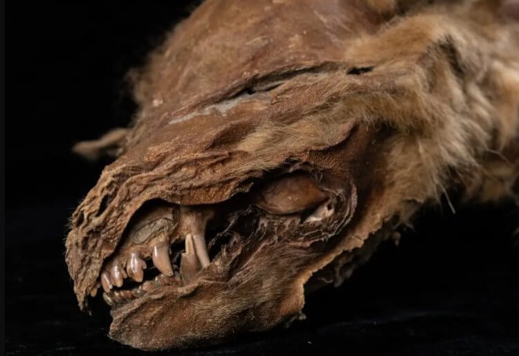 Ученые раскрыли тайну мумии загадочного существа возрастом 30 000 лет