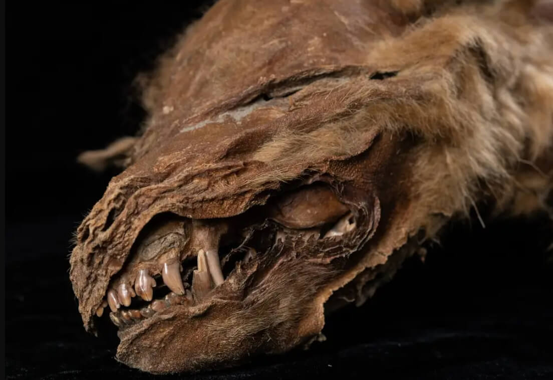 Таяние ледников увеличит число палеонтологических открытий. Мумия древнего волка, найденного в вечной мерзлоте. Фото.